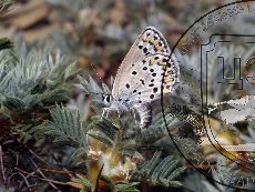 Голубянка Замотайлова 002